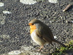 SX12317 Close up of Robin on path.jpg